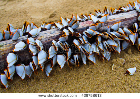  Lepas anserifera (Gooseneck Barnacles)